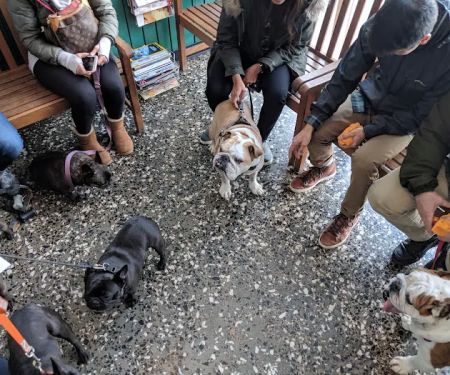 Avenues Pet Hospital
