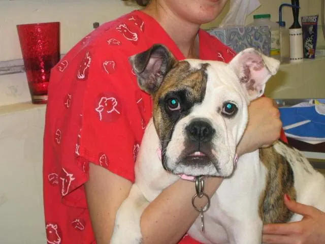 Avenues Pet Hospital Picture 6