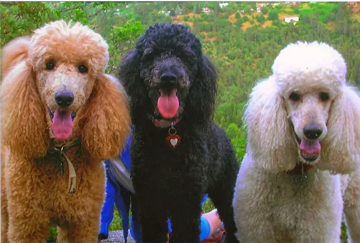Avenues Pet Hospital Picture 8
