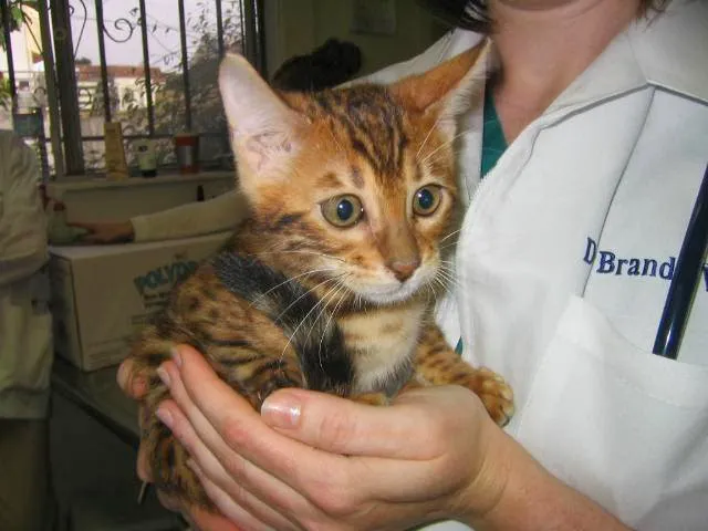 Avenues Pet Hospital Picture 7