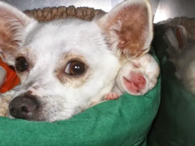 Avenues Pet Hospital Picture 10