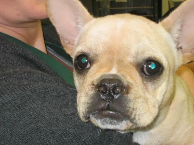 Avenues Pet Hospital Picture 9