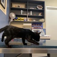 Sunset Veterinary Hospital ico