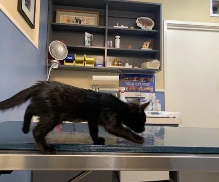 Sunset Veterinary Hospital