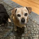 Ocean Beach Veterinary Clinic