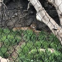 Avenues Pet Hospital: O'Neill Shari B DVM ico