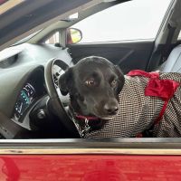 Expressway Animal Hospital ico