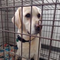 Manhattan Animal Clinic & Boarding Kennel ico