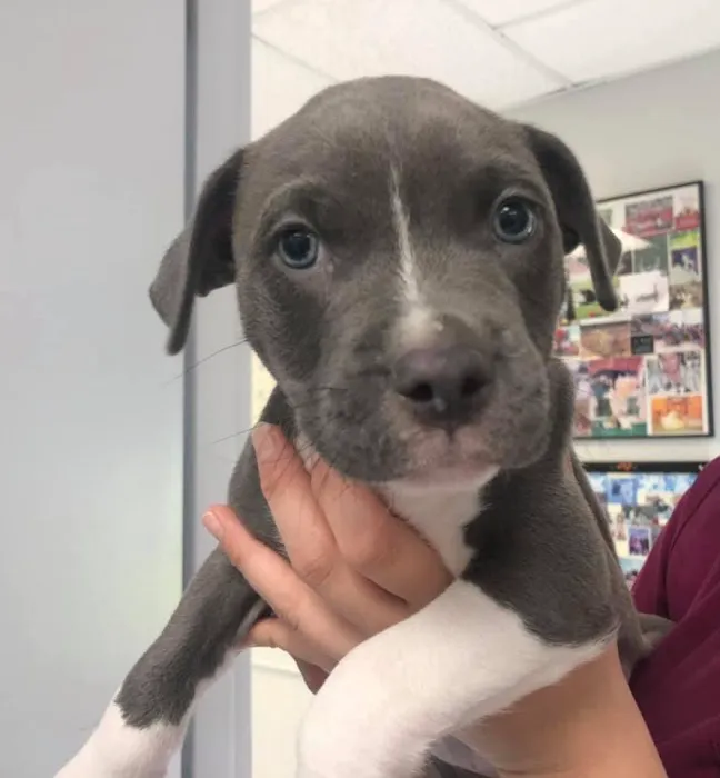 Manhattan Animal Clinic & Boarding Kennel Picture 9