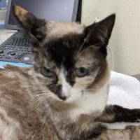Animal Medical & Surgical Hospital ico