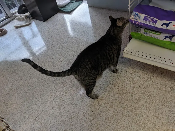 Animal Medical & Surgical Hospital Picture 2