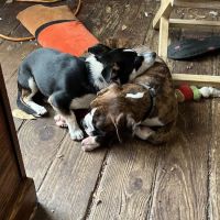 Vetco Total Care Animal Hospital ico