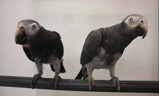 Avian & Exotic Animal Hospital of Louisiana Picture 1