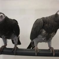 Avian & Exotic Animal Hospital of Louisiana ico