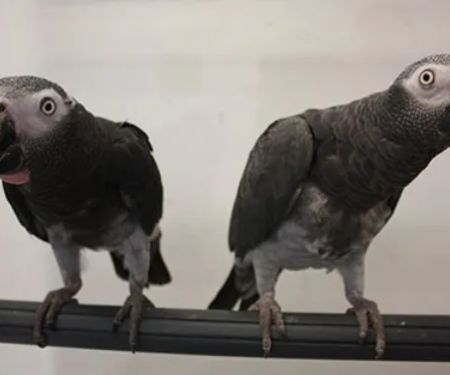 Avian & Exotic Animal Hospital of Louisiana