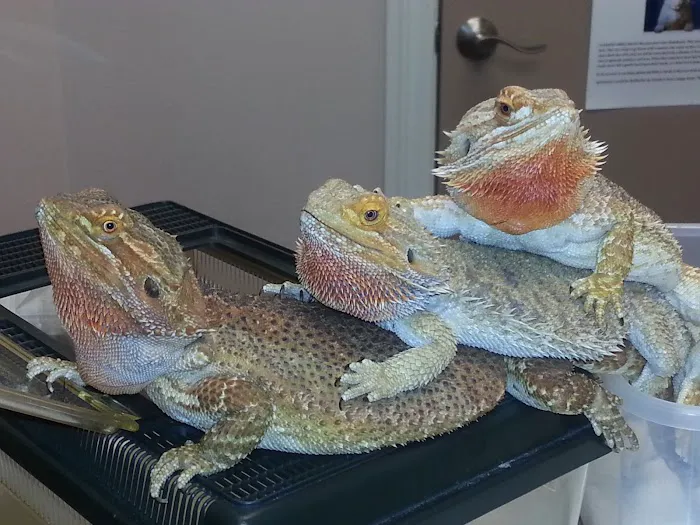 Avian & Exotic Animal Hospital of Louisiana Picture 7