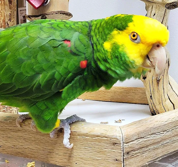 Avian & Exotic Animal Hospital of Louisiana Picture 9