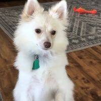 River Road Veterinary Hospital ico