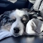 Ark Animal Hospital