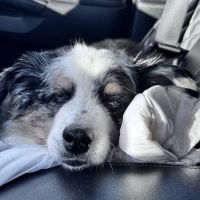 Ark Animal Hospital ico
