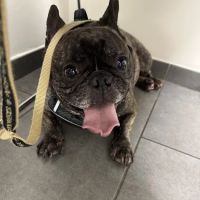 Batt Veterinary Services ico