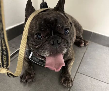 Batt Veterinary Services