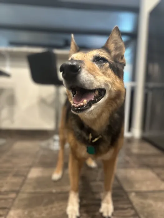 Batt Veterinary Services Picture 8