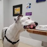 Wisdom Animal Hospital