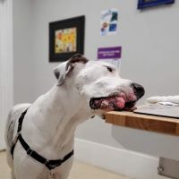 Wisdom Animal Hospital ico