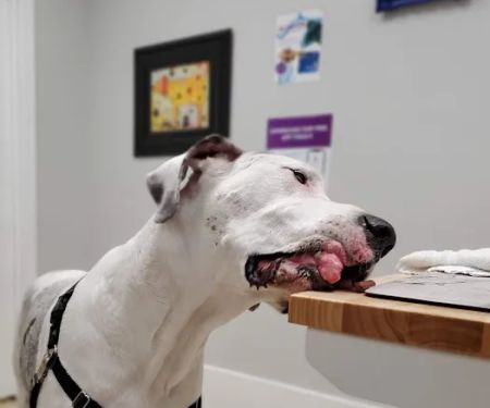 Wisdom Animal Hospital