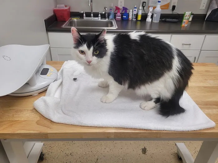 Wisdom Animal Hospital Picture 6