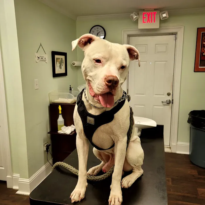 Healthy Paws Animal Hospital LLC Picture 7