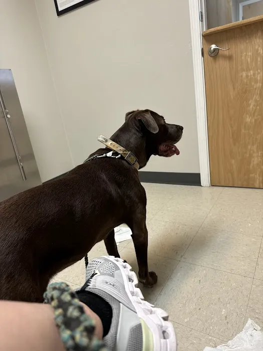 Acadiana West Animal Clinic Picture 6