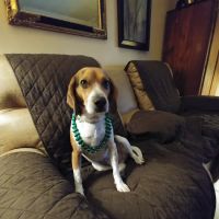 Barataria Animal Hospital ico