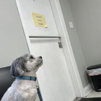 Lakeside Animal Hospital ico