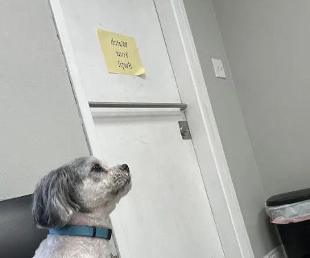 Lakeside Animal Hospital