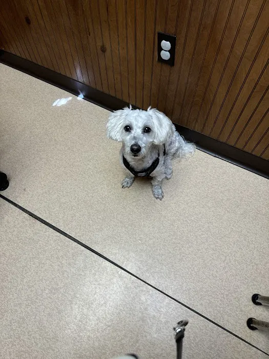 Belle Chasse Veterinary Clinic Picture 1