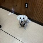 Belle Chasse Veterinary Clinic