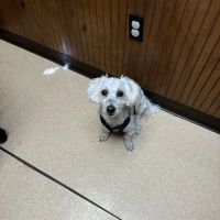 Belle Chasse Veterinary Clinic ico
