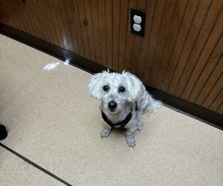 Belle Chasse Veterinary Clinic