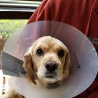 Brighton Park Animal Hospital ico