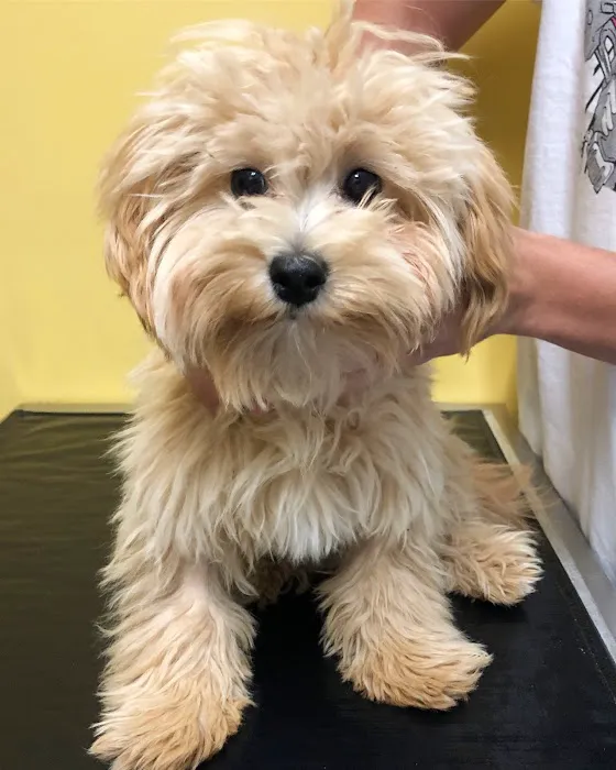 Oz Animal Hospital Lincoln Park Picture 2