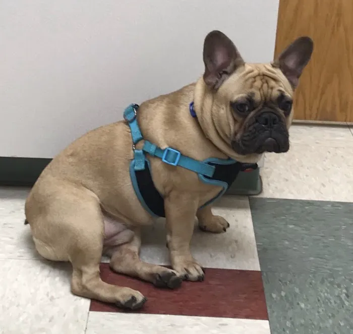 North Avenue Animal Hospital Picture 8