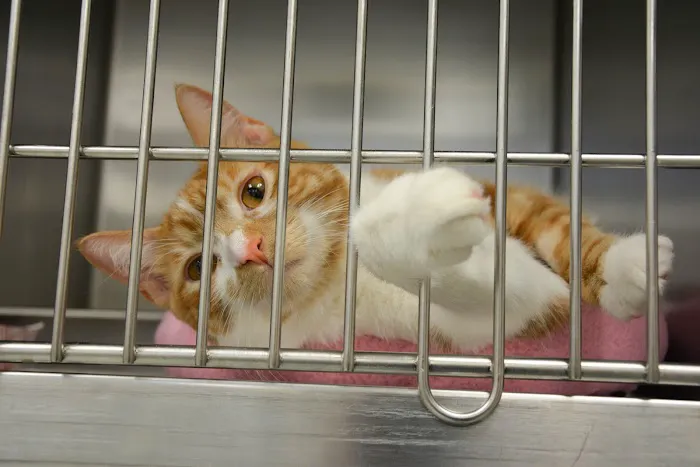 North Avenue Animal Hospital Picture 9