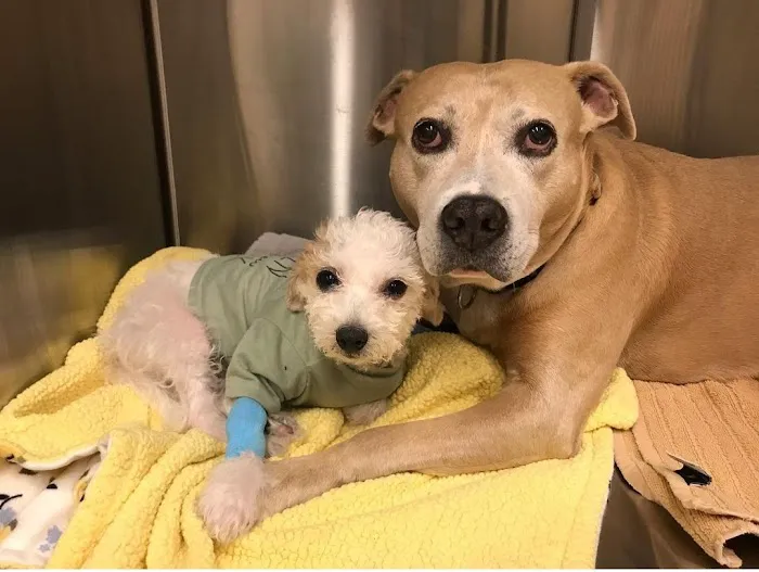 Companion Animal Hospital Wicker Park Picture 2