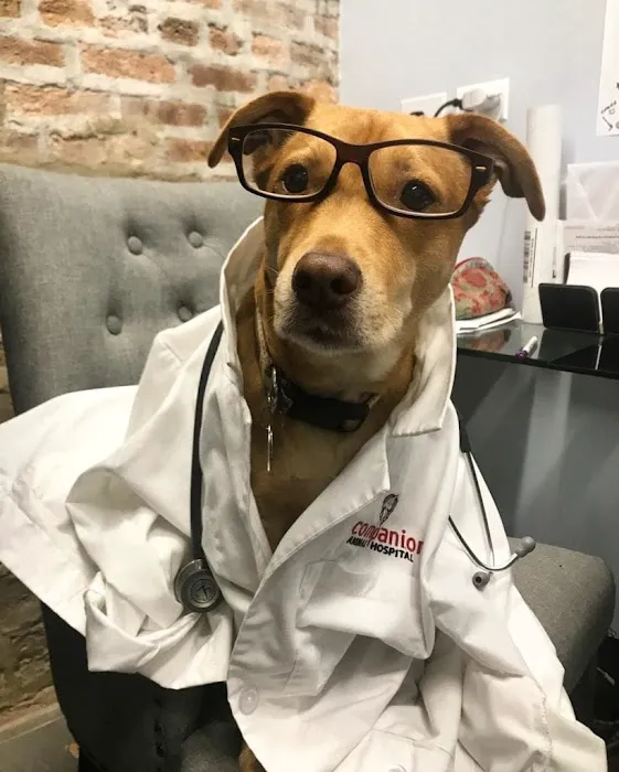 Companion Animal Hospital Wicker Park Picture 5