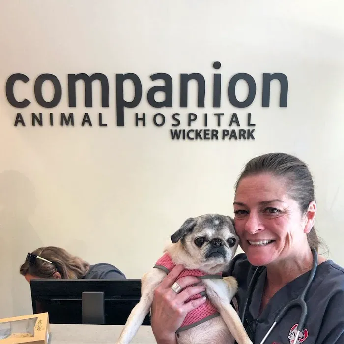 Companion Animal Hospital Wicker Park Picture 9