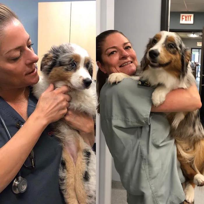 Companion Animal Hospital Wicker Park Picture 7