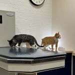 Bond Vet - Wicker Park