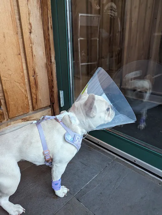 Bond Vet - Wicker Park Picture 2